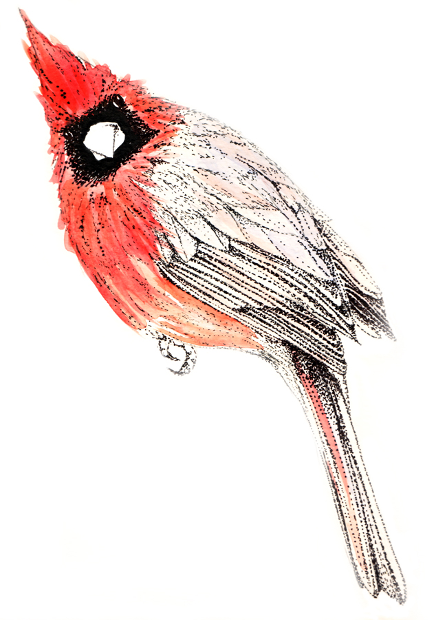 Red Cardinal Drawing at GetDrawings Free download