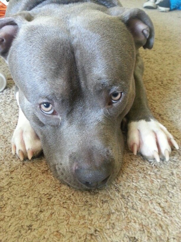 blue red nose pitbull
