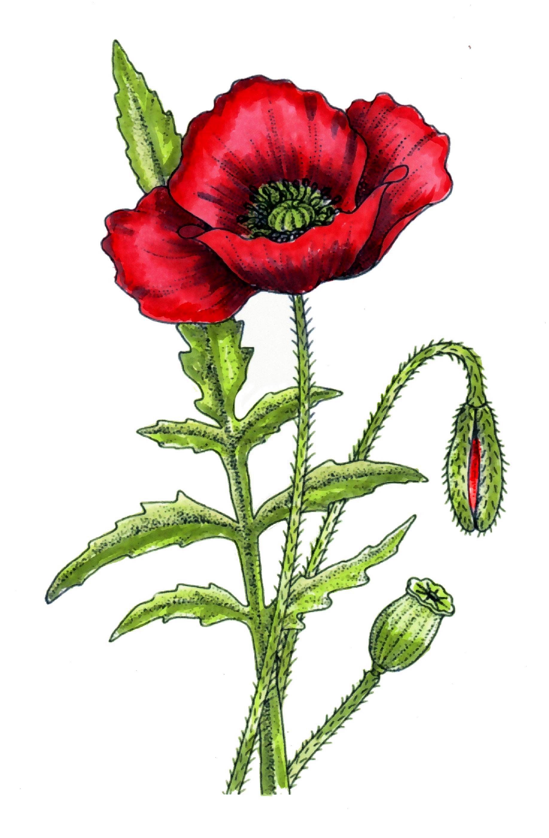 Red Poppy Flower Drawing at GetDrawings Free download