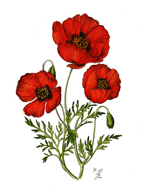 Red Poppy Flower Drawing at GetDrawings Free download