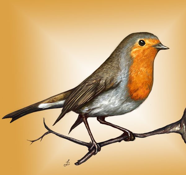 Red Robin Bird Drawing at GetDrawings Free download