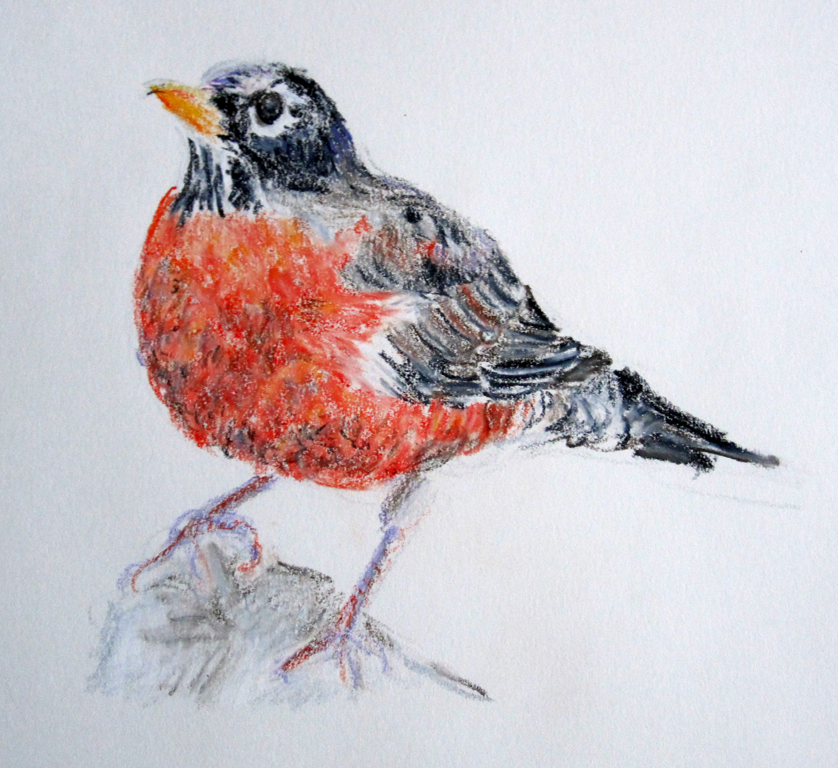 Red Robin Bird Drawing at GetDrawings Free download