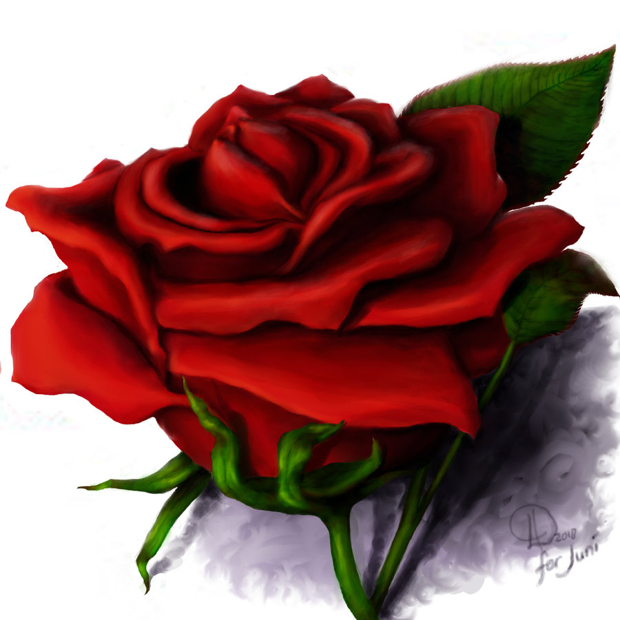 Red Rose Drawing at GetDrawings Free download