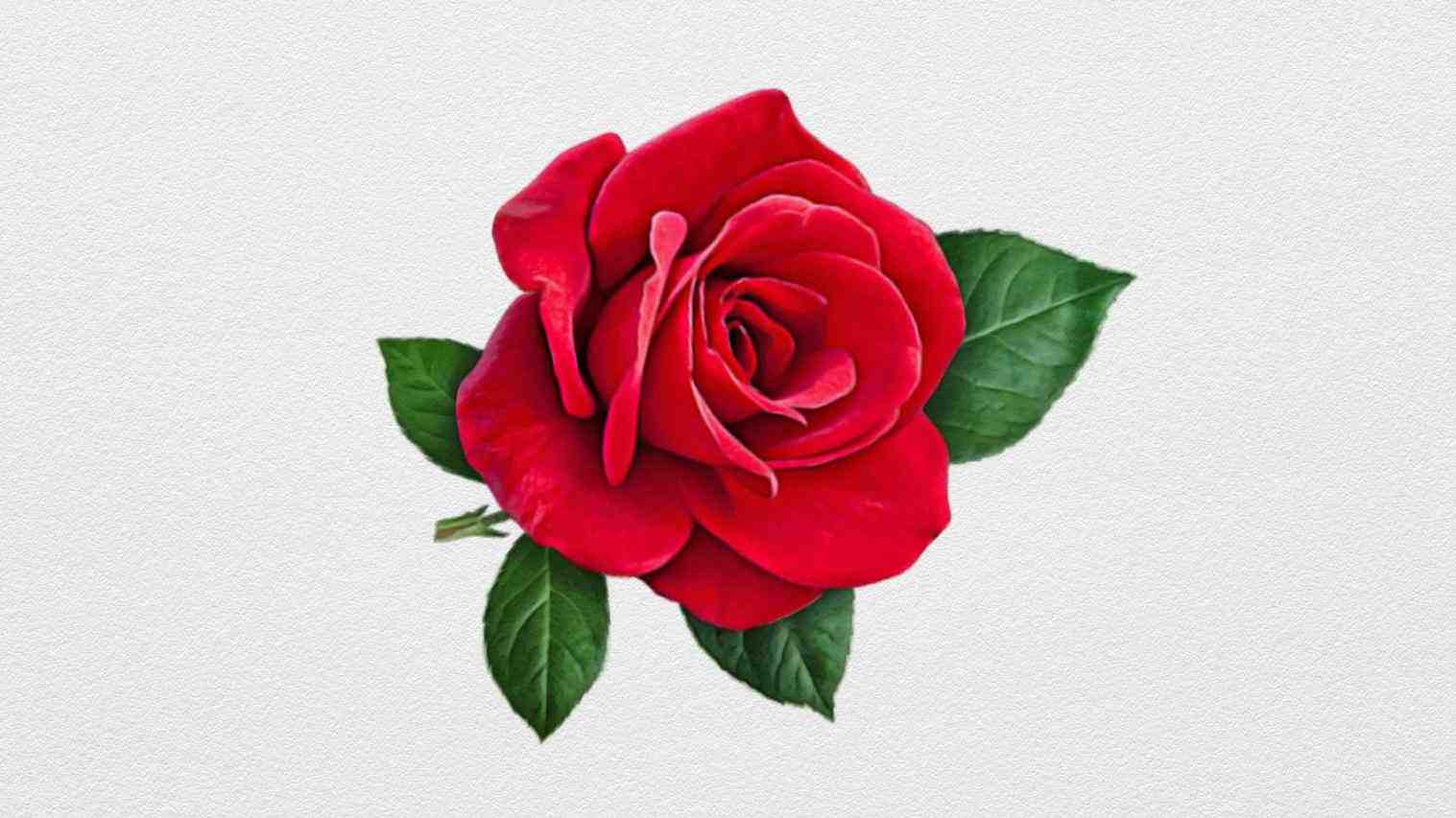 Red Roses Drawing at GetDrawings Free download