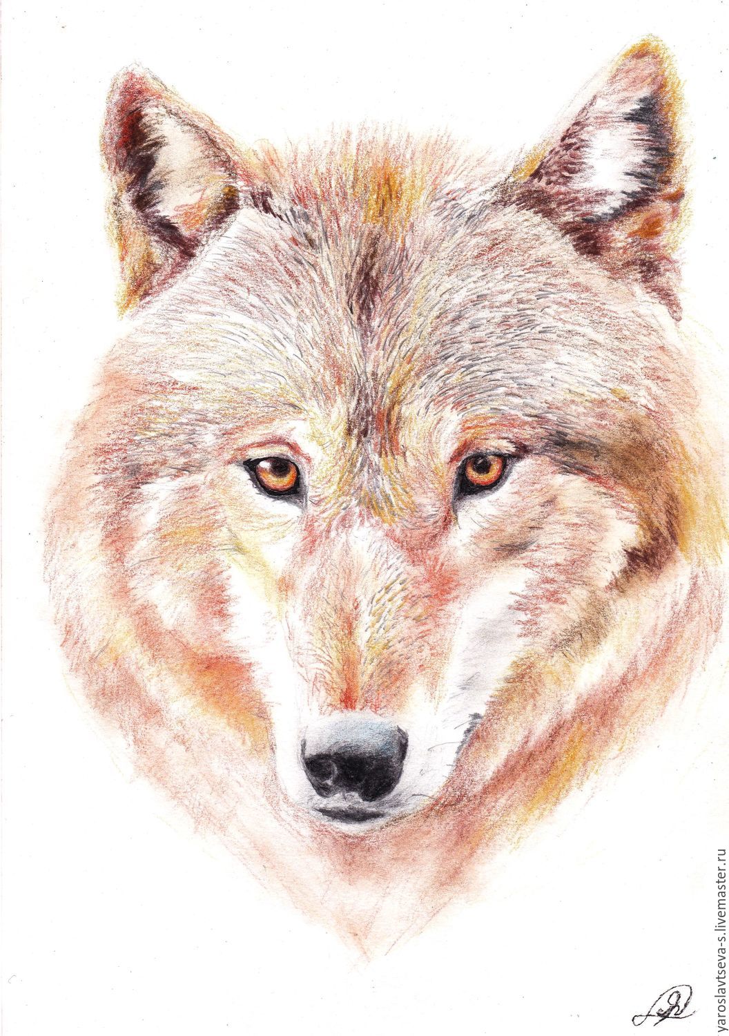 Red Wolf Drawing at GetDrawings Free download