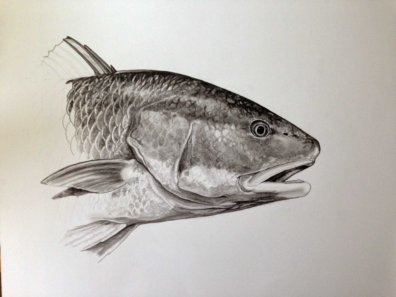 Redfish Drawing at GetDrawings Free download