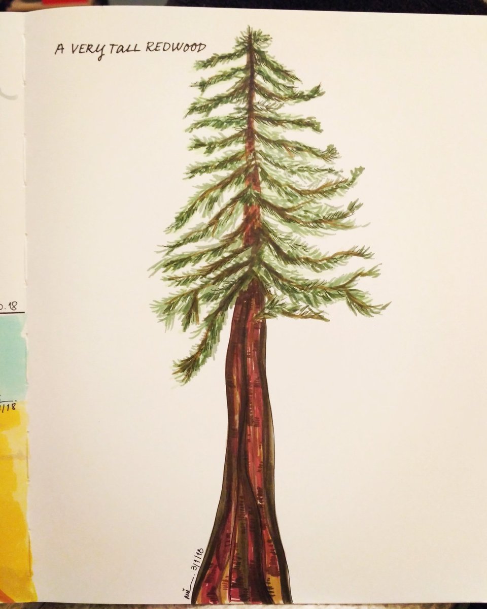 The best free Redwood drawing images. Download from 72 free drawings of