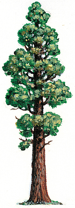 Redwood Tree Drawing at GetDrawings | Free download