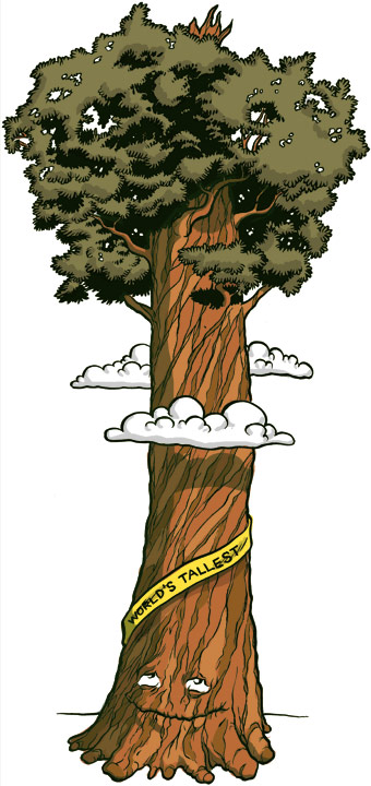 Redwood Tree Drawing at GetDrawings | Free download