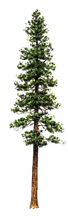 Redwood Tree Drawing at GetDrawings | Free download