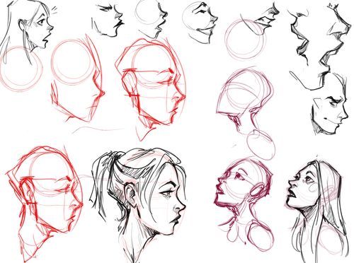 Head Anatomy Drawing Reference