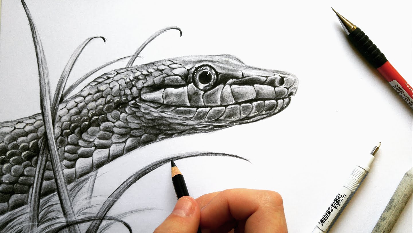 Reptile Drawing at GetDrawings | Free download