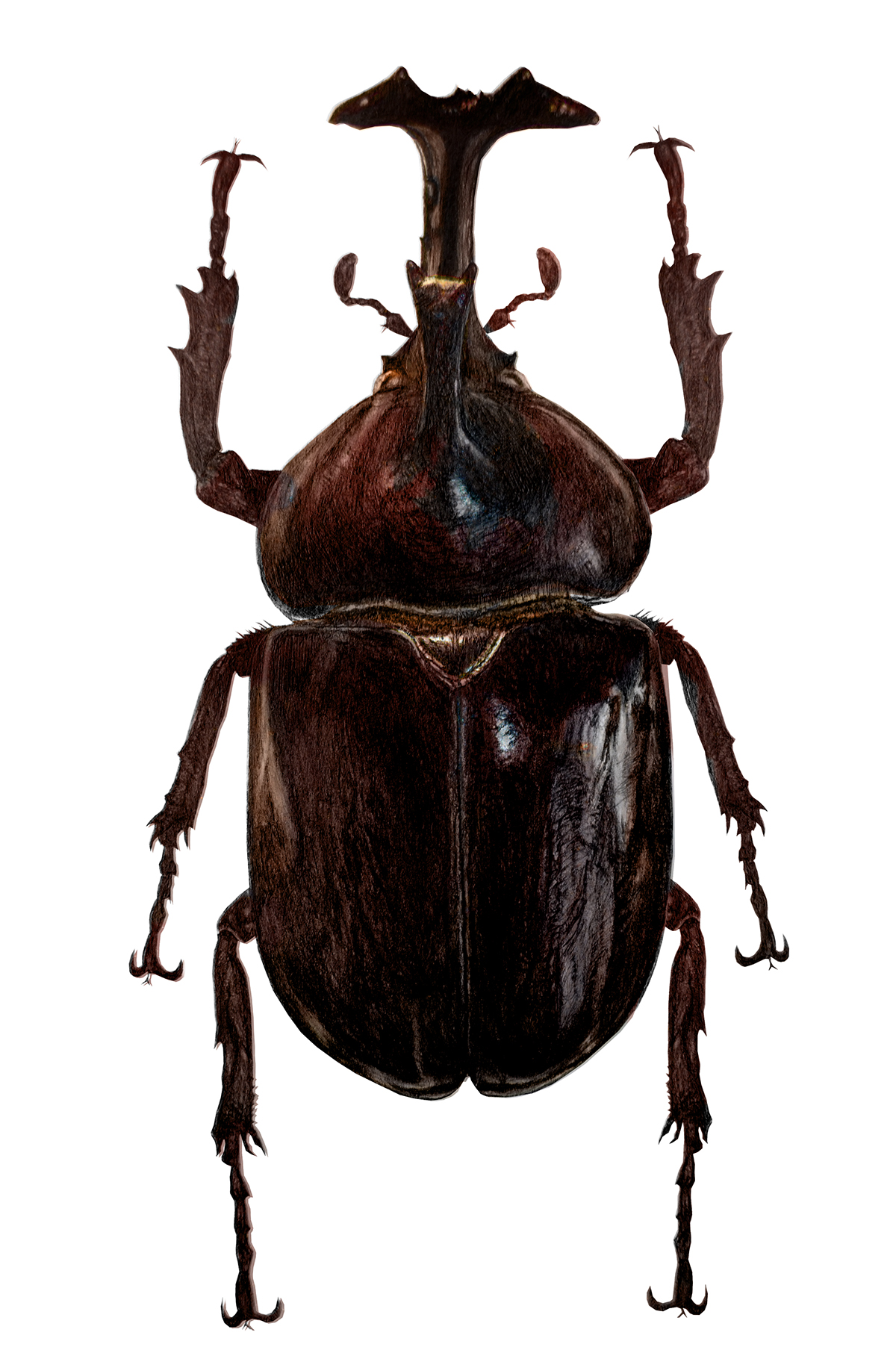 Rhino Beetle Drawing at GetDrawings Free download