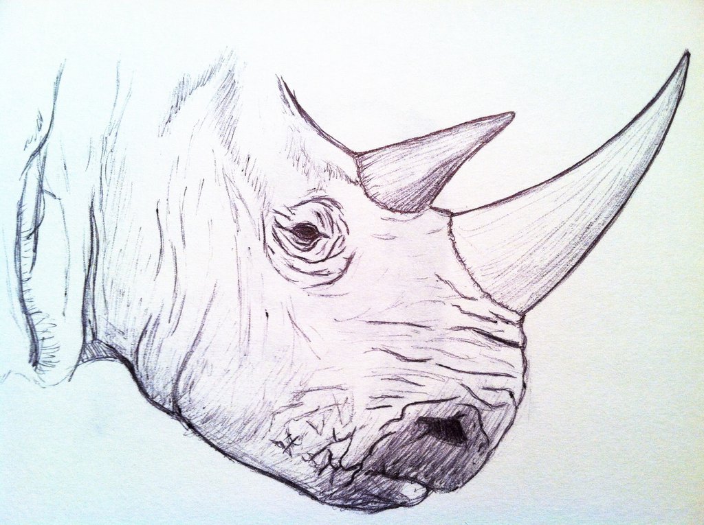Rhino Head Drawing at GetDrawings Free download
