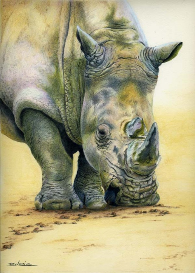 Rhinoceros drawing lopezwings