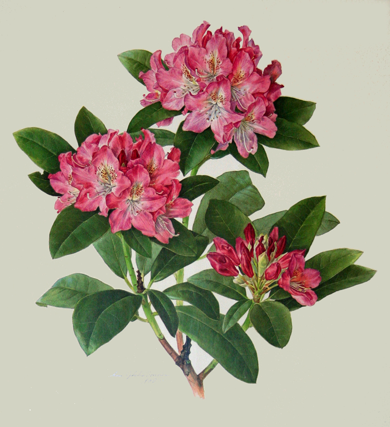 Rhododendron Flower Drawing at GetDrawings Free download