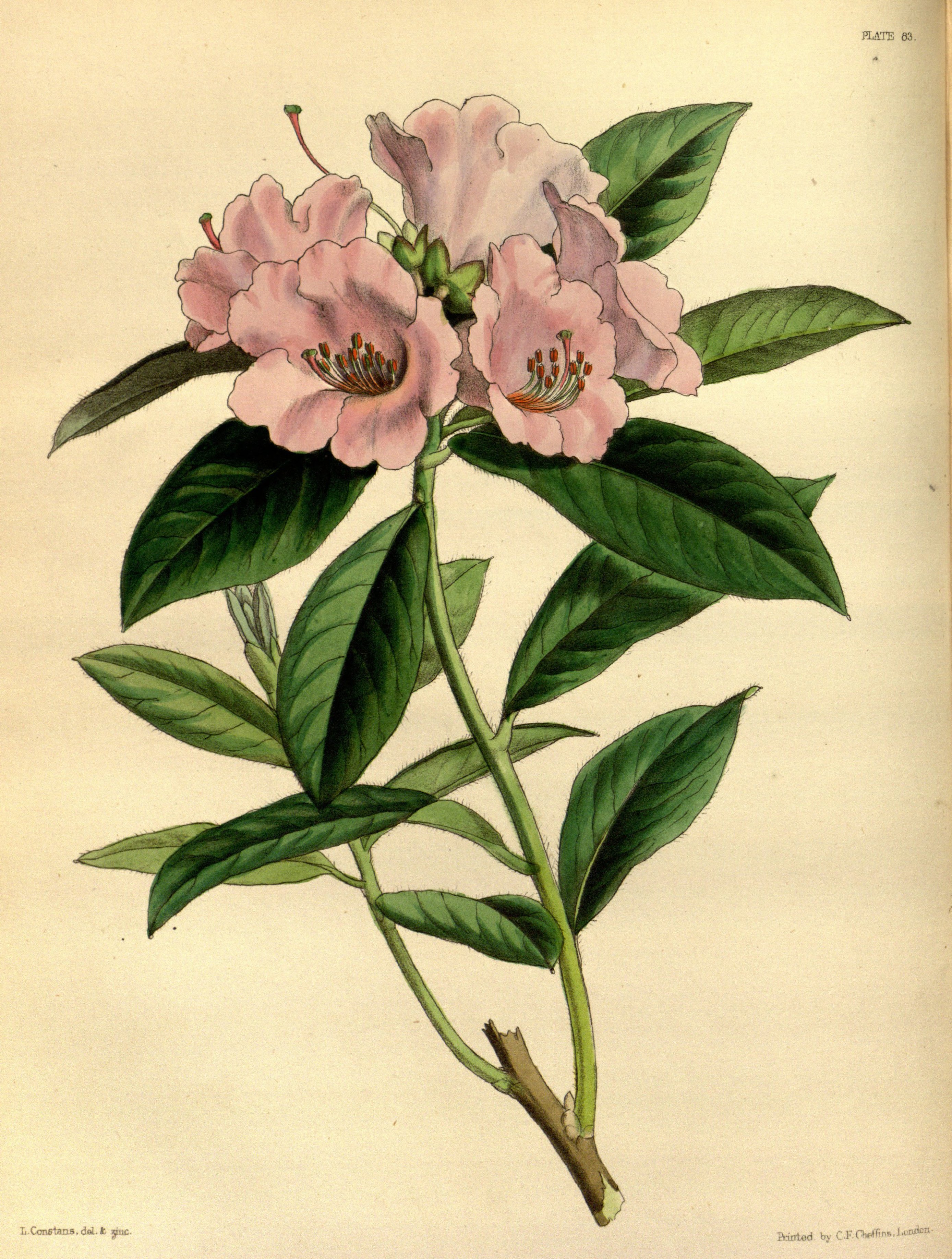 Rhododendron Flower Drawing at GetDrawings Free download