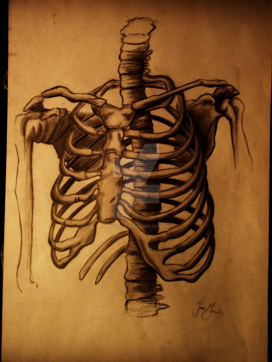 Rib Drawing At Getdrawings Free Download