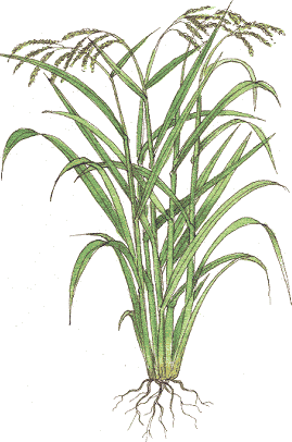 Rice Plant Drawing at GetDrawings | Free download