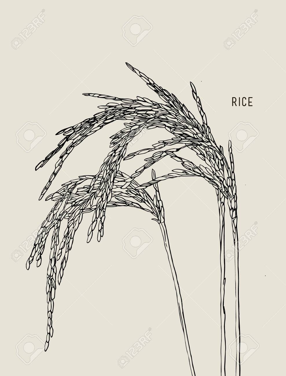 Rice Plant Drawing at GetDrawings | Free download