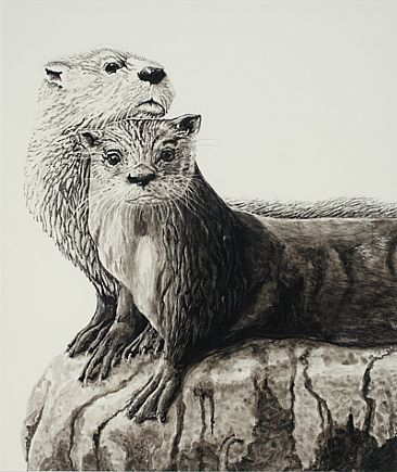 River Otter Drawing at GetDrawings | Free download