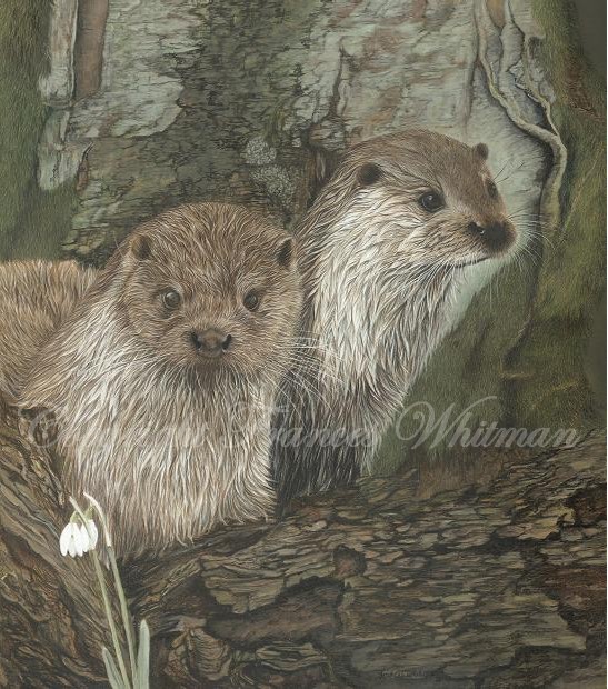 River Otter Drawing at GetDrawings | Free download