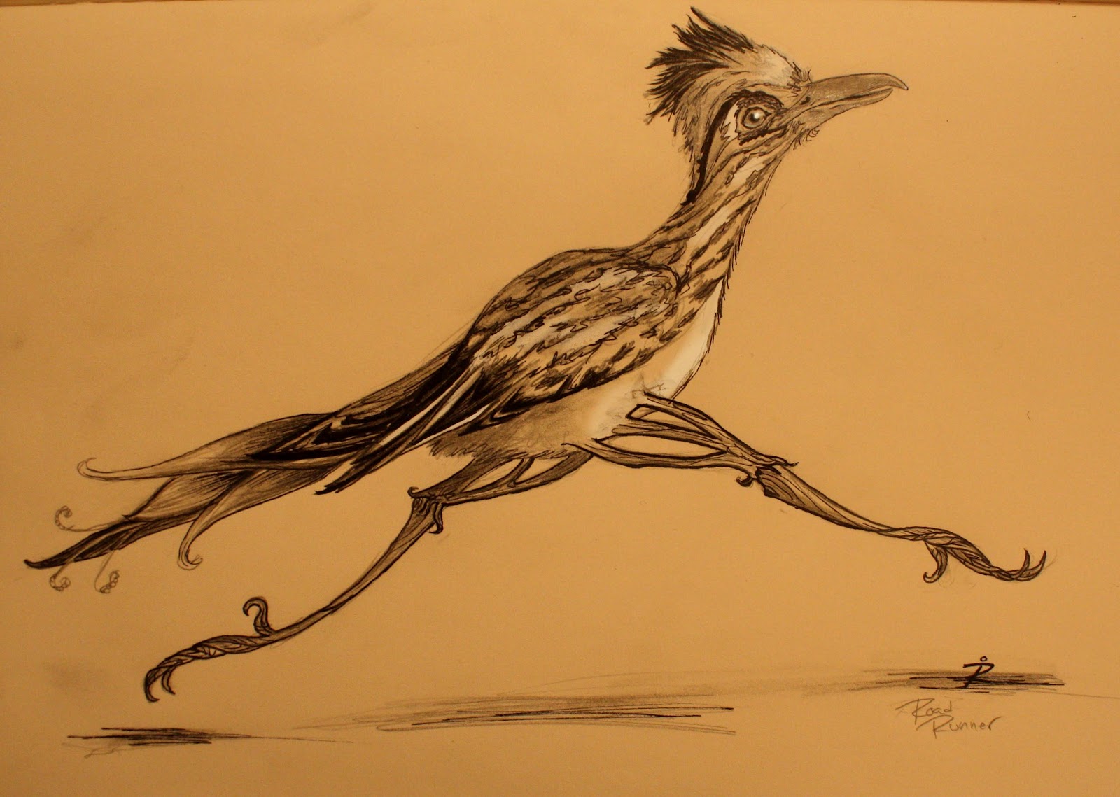 Roadrunner Bird Drawing at GetDrawings | Free download