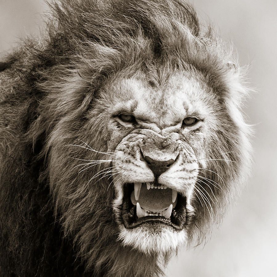 Roaring Lion Drawing at GetDrawings | Free download