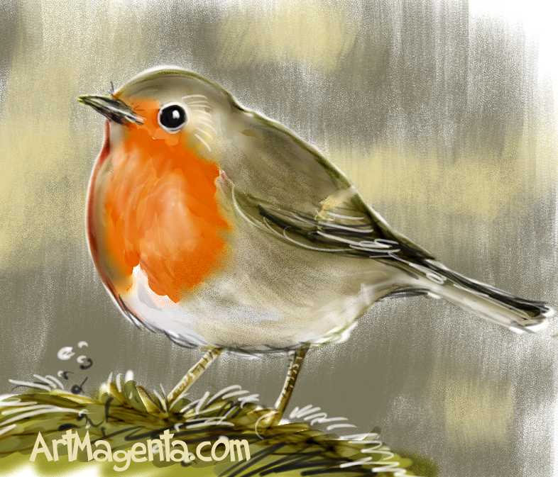 Robin Bird Drawing at GetDrawings Free download