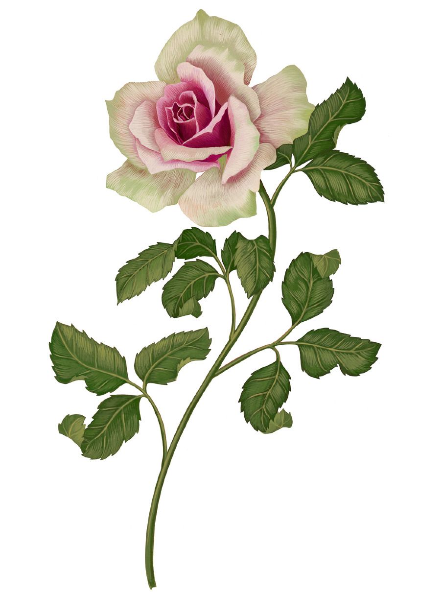 Rose Botanical Drawing at GetDrawings Free download