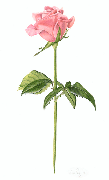 Rose Botanical Drawing At GetDrawings | Free Download