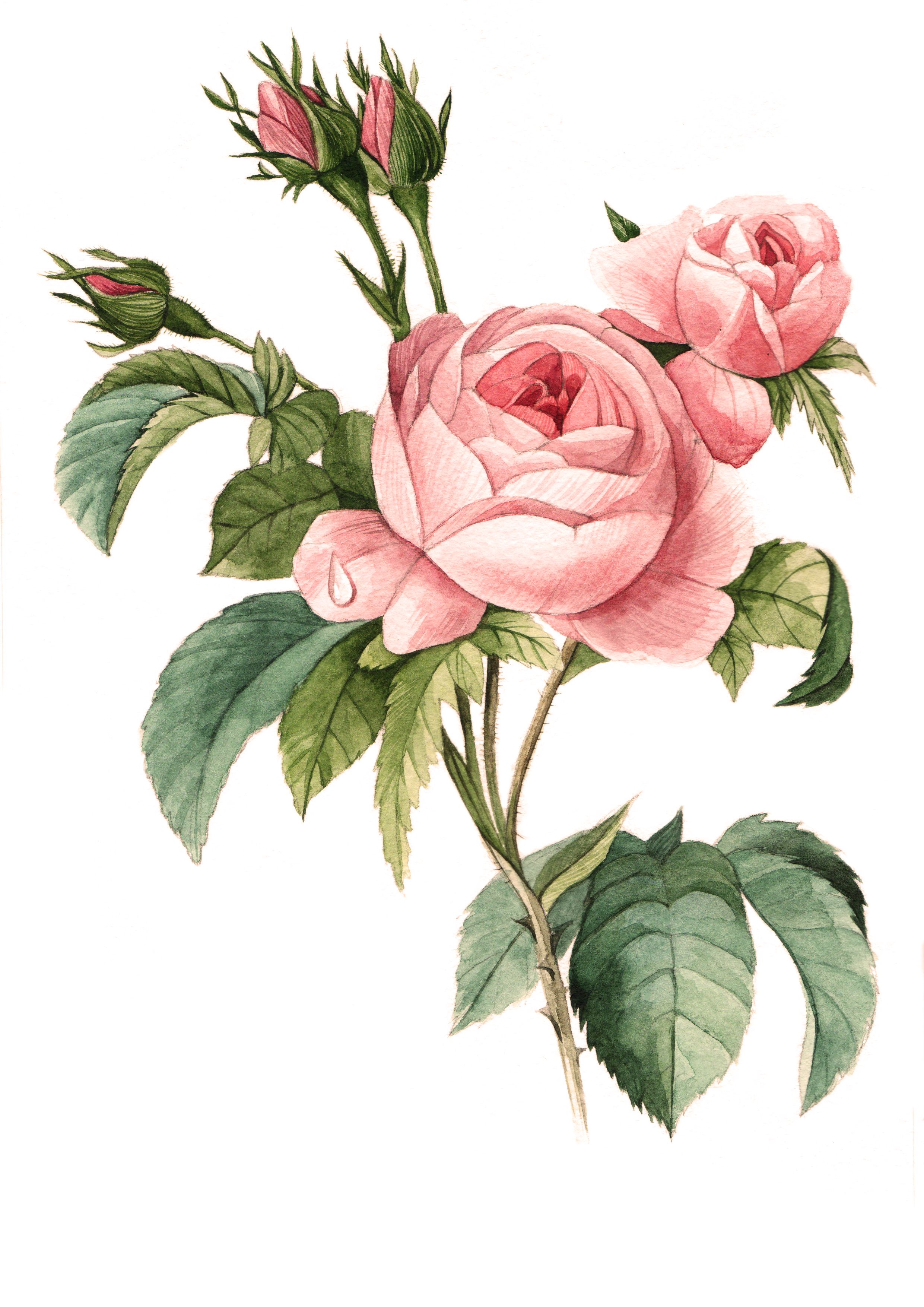 Rose Botanical Drawing at GetDrawings Free download