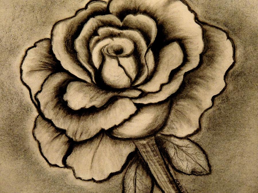 Rose Charcoal Drawing at GetDrawings Free download