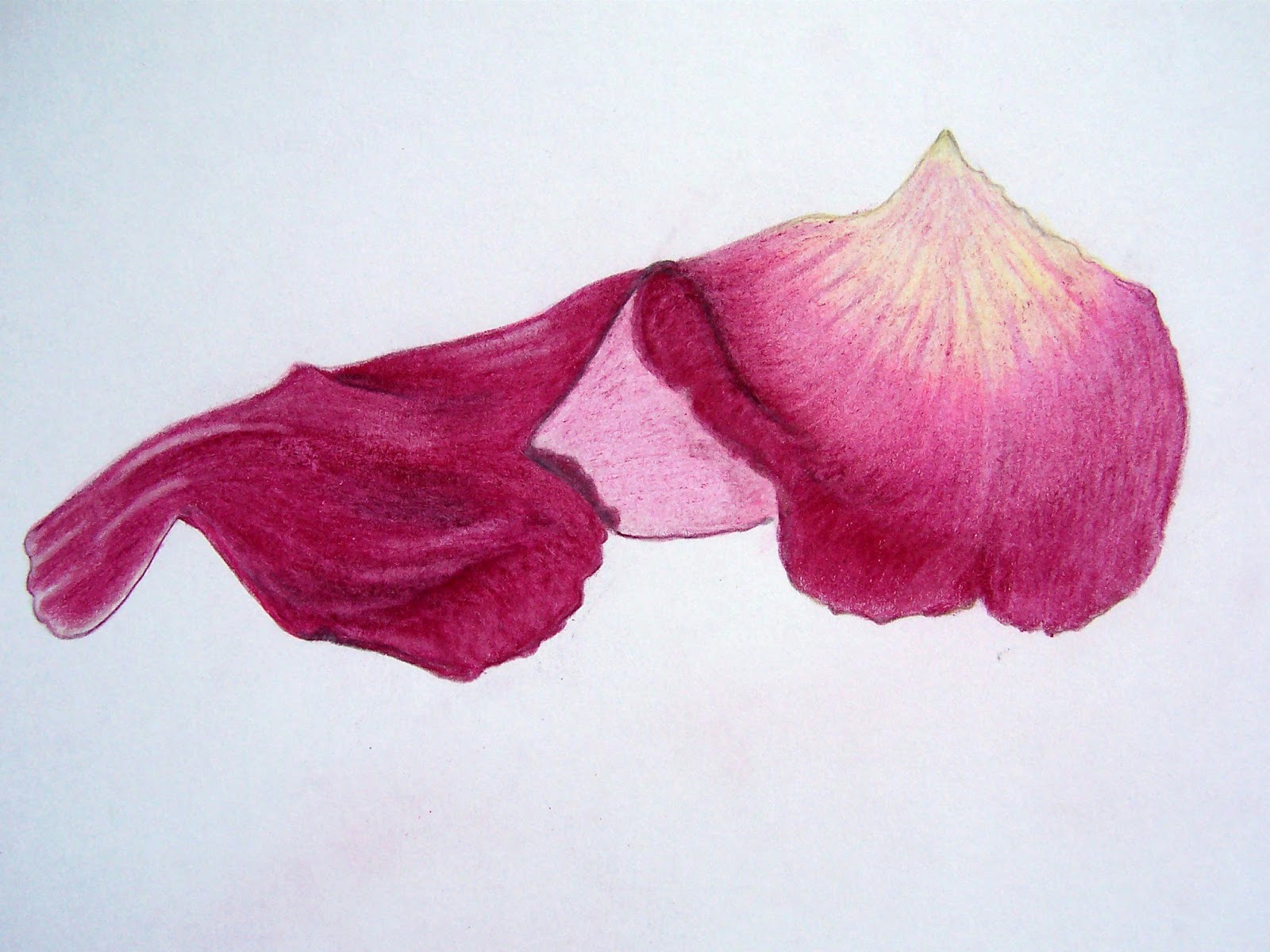 Rose Petal Drawing at GetDrawings Free download