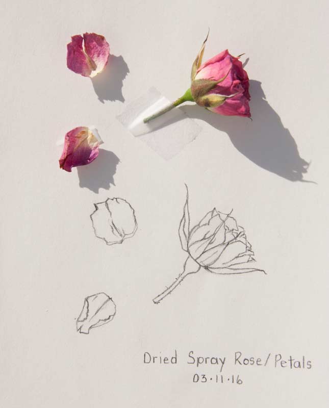 Featured image of post Rose Petals Drawings - All the best rose petals drawing 33+ collected on this page.