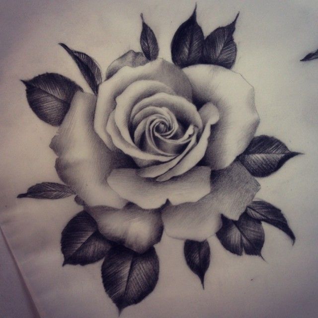 rose-realistic-drawing-at-getdrawings-free-download