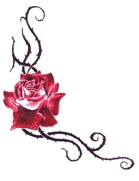Rose Thorn Drawing at GetDrawings | Free download
