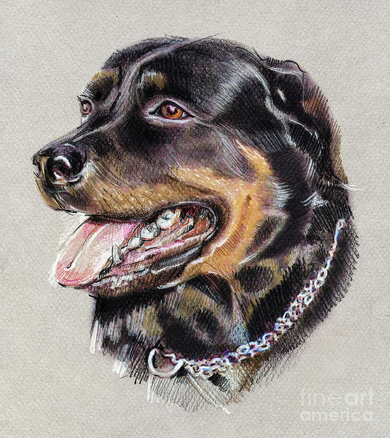 Rottweiler Drawing at GetDrawings Free download