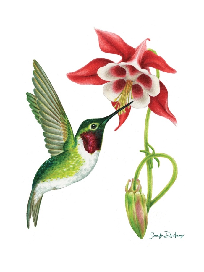 Ruby Throated Hummingbird Drawing at GetDrawings Free download