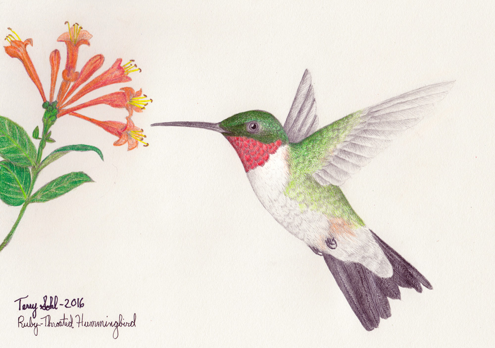 Ruby Throated Hummingbird Drawing at GetDrawings | Free download
