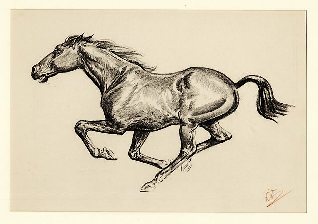 running horse sketch
