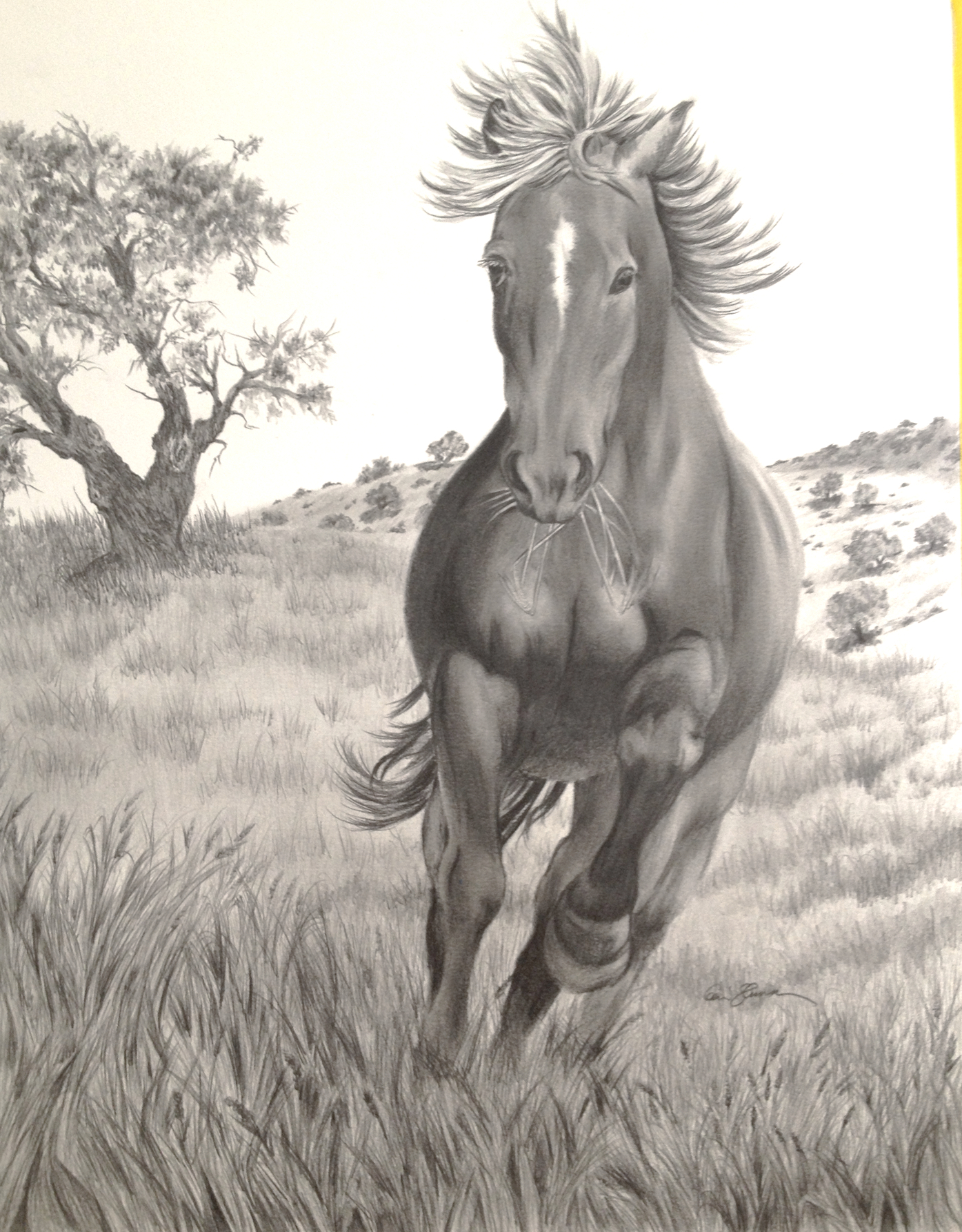 swayback horse sketch