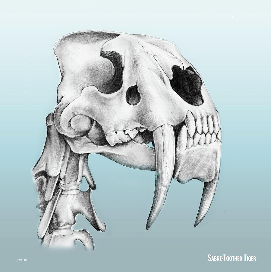 Sabre Tooth Tiger Drawing at GetDrawings Free download