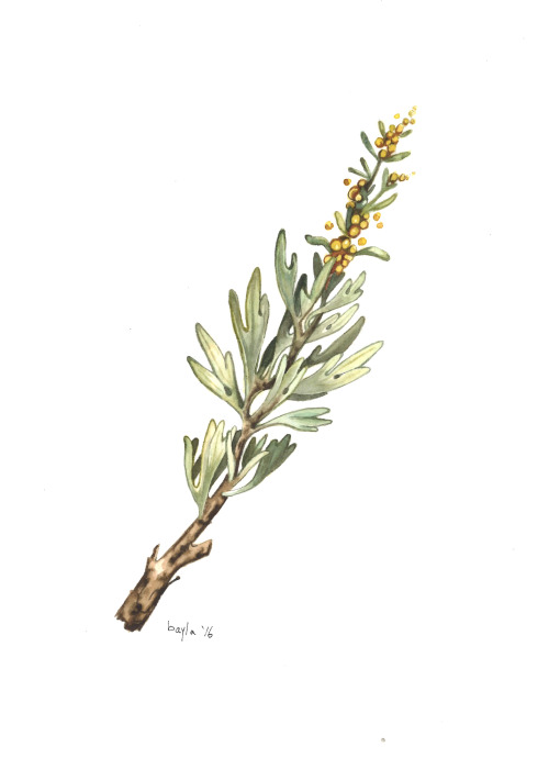 Sagebrush Drawing at GetDrawings Free download