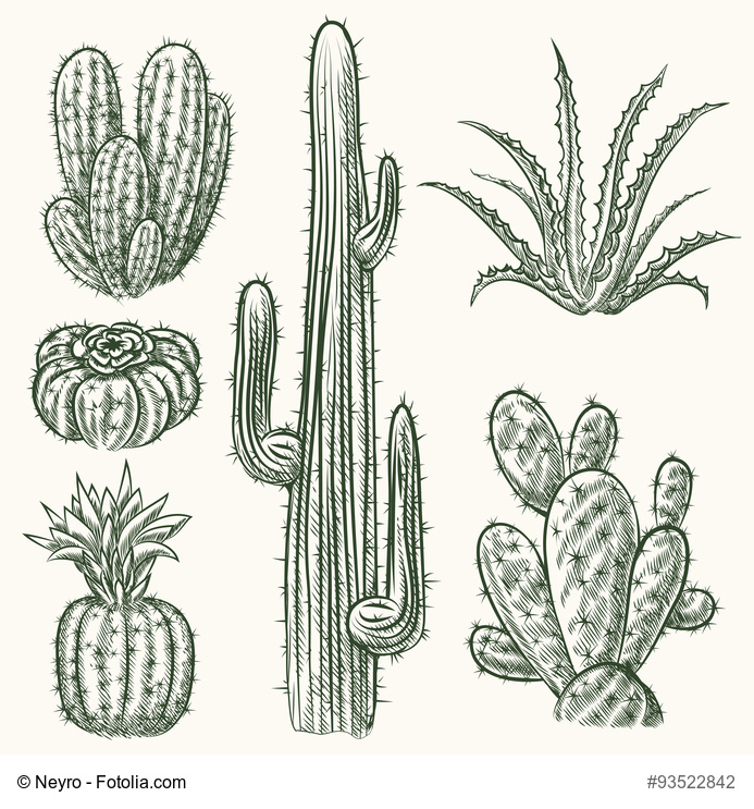 Saguaro Cactus Drawing at GetDrawings | Free download