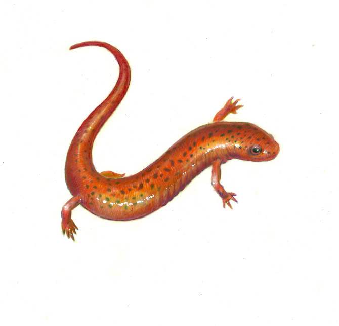 Salamander Drawing at GetDrawings Free download