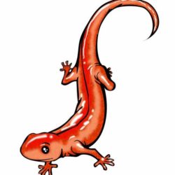 Salamander Drawing at GetDrawings | Free download