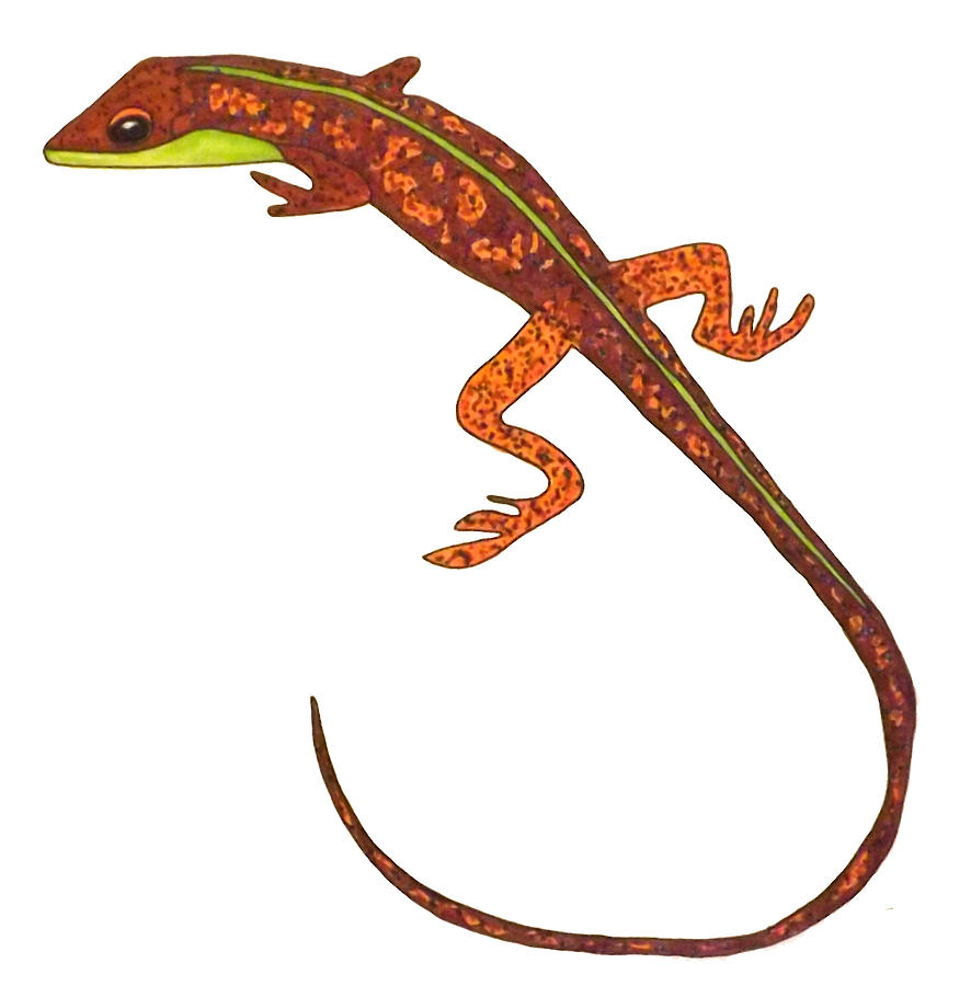 Salamander Drawing at GetDrawings Free download