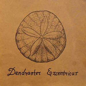 Sand Dollar Drawing at GetDrawings | Free download