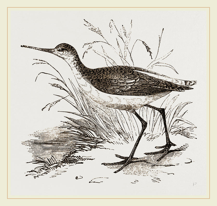 Sandpiper Drawing at GetDrawings Free download